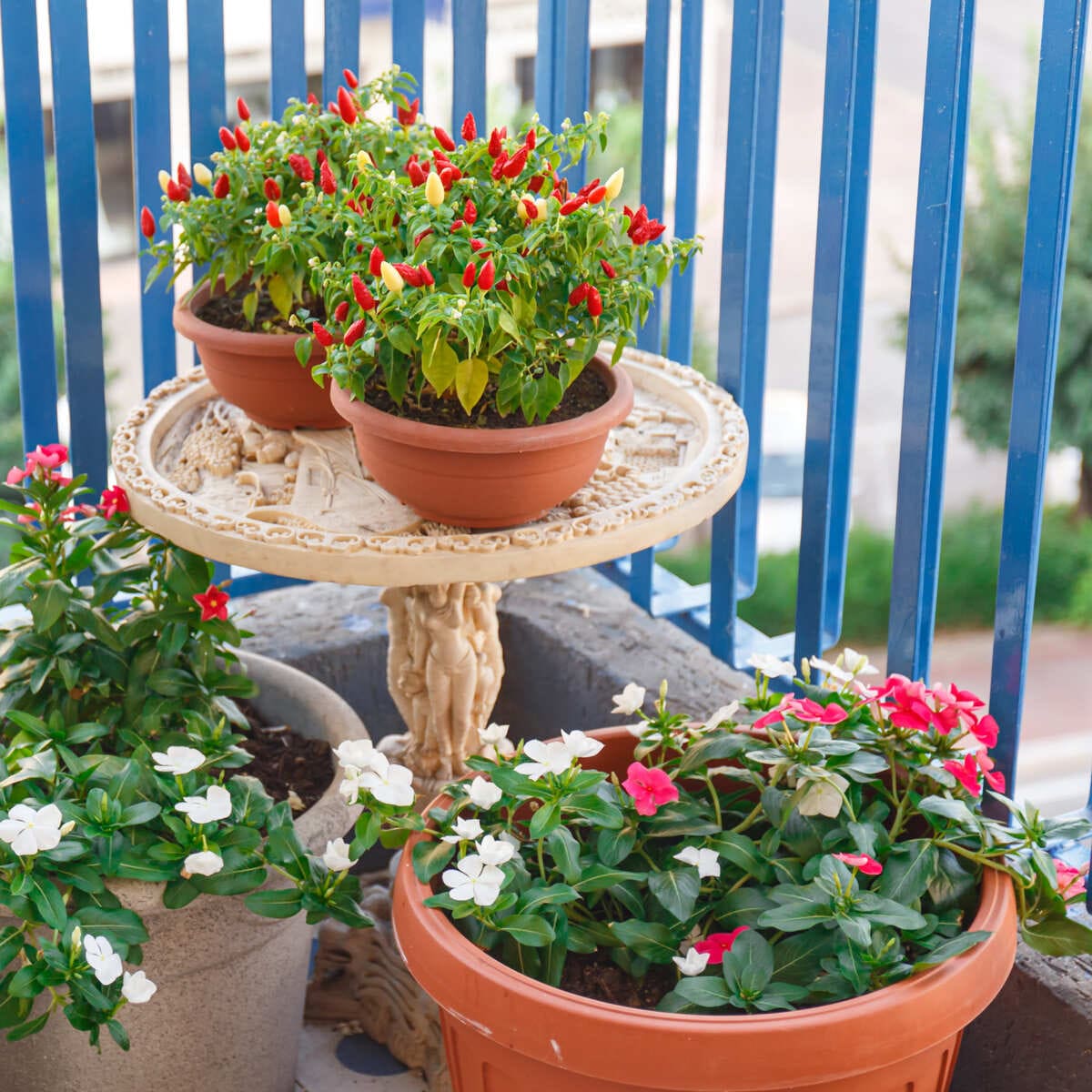 Huertos urbanos en Barcelona