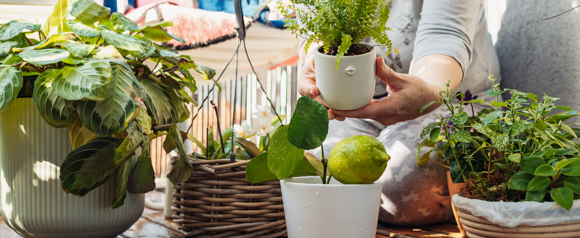 Huertos urbanos en Barcelona
